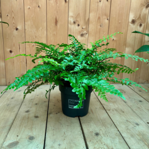 Asplenium