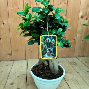 Ficus ginseng