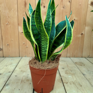 Sansevieria