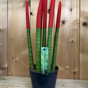 Sansevieria cylindrica “Velvet Touchz”