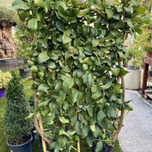 PIANTA LIMONE A SPALLIERA