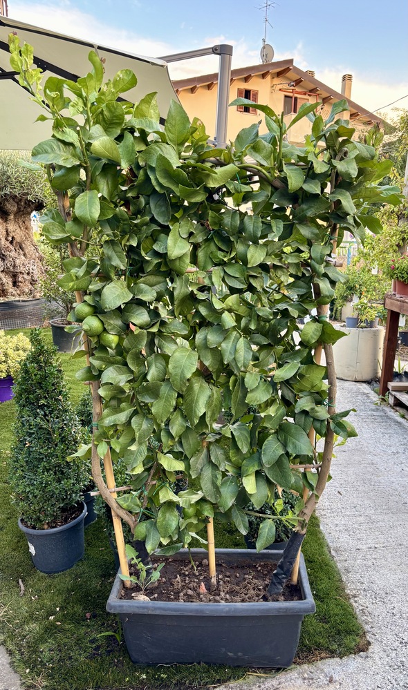 PIANTA LIMONE A SPALLIERA