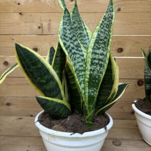 Sansevieria trifasciata