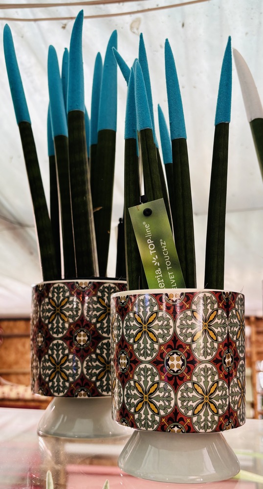 Sansevieria cylindrica “Velvet Touchz” con vaso